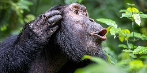 9-Day Experience of Uganda's Most Endangered Primates