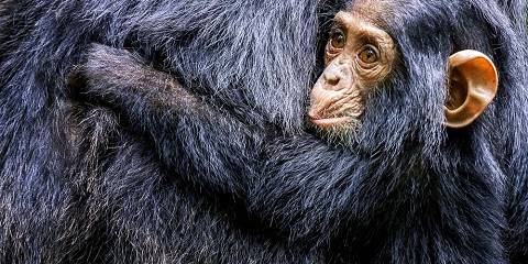3-Day Chimpanzee Tracking Experience in Uganda