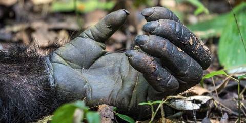 Bwindi Gorilla Trekking & Lake Bunyonyi Safari