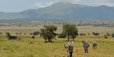 Wildlife and Culture Wonders of Uganda