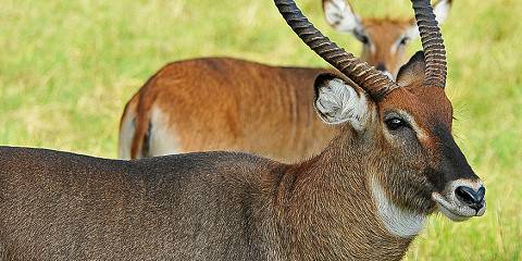4-Day Gorillas, Kalinzu Chimps Trek and Wildlife Safari