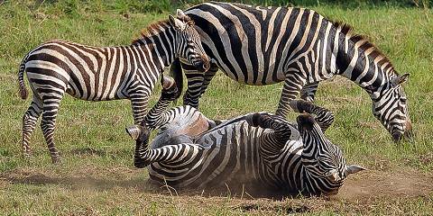 Gorillas Chimpanzees and Wildlife Safari in Uganda