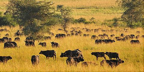 3-Day | Kidepo Valley National Park