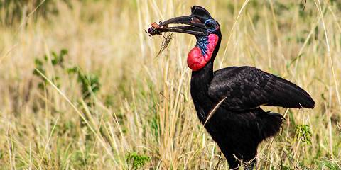 7-Day Kidepo & Murchison Falls Safari