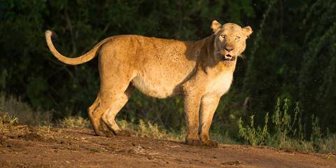 3-Day Trip to Queen Elizabeth National Park