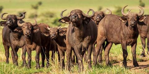 3-Day Queen Elizabeth National Park Medley Experience