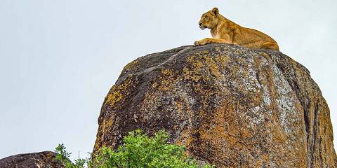 10-Day Exclusive Walking Safari and Wildlife Adventure