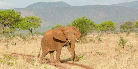3-Day Safari at Kidepo Valley National Park