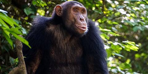 Murchison Falls NP & Budongo Forest - Chimpazee