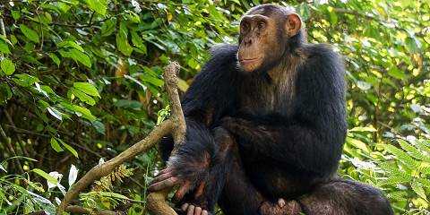 Uganda Wildlife and Primate Safari Package