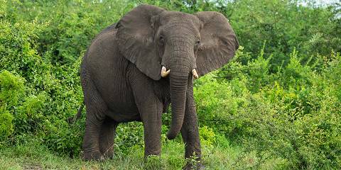 5-Day Uganda Gorilla & Queen Elizabeth Wildlife Safari