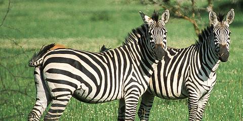 5-Day Gorilla Trekking & Lake Bunyonyi Escape