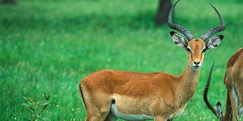 Explore the Pearl of Africa and Wildlife