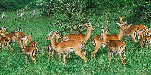 2-Day Lake Mburo National Park Wildlife Safari