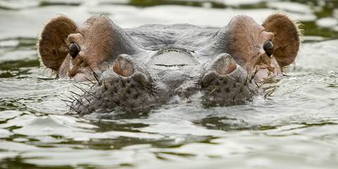 7-Day Okavango Delta, Khwai and Chobe Wildlife Safari