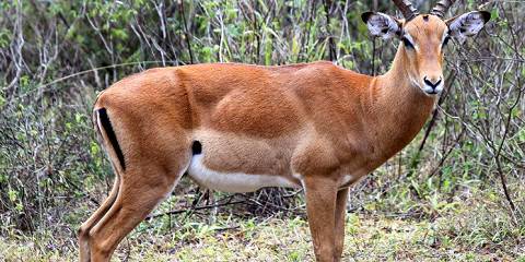 Lake Mburo National Park Wildlife Experience