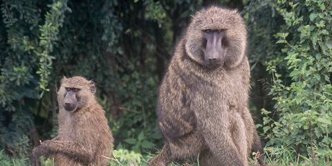 7-Day Bwindi, Kibale & Queen Elizabeth NP Mid-Range Tour