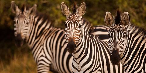 7-Day Adventure in the Pearl of Africa