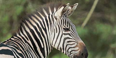 2-Day Lake Mburo Savannah Park Wildlife Safari