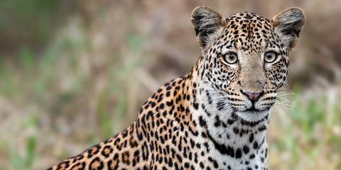 10-Day Discovering Big Five, Chimpazee & Gorillas Journey