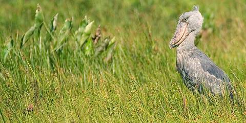Shoebill Stork Equator Line and Nile Rafting Tour