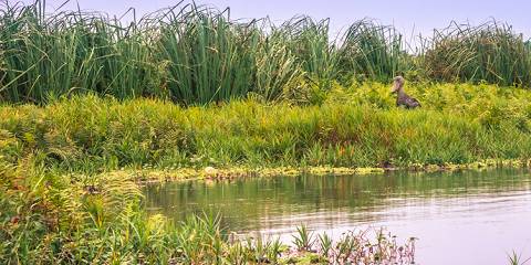 1-Day Shoebill Adventure and Equator Line Experience