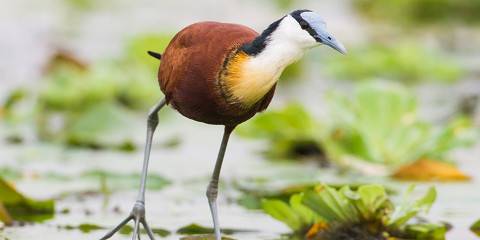 Birding and Wildlife Experience