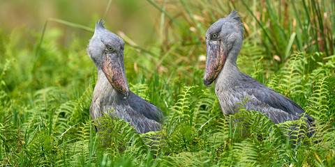 Mabamba Wetland Birding