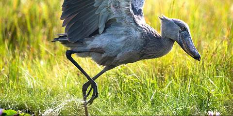 1-Day Mabamba Swamp Shoebill Tour