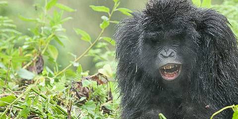 3-Day Bwindi Gorilla Trek & Lake Bunyonyi Tour