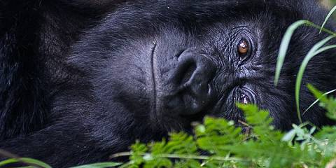 Uganda Gorilla and Chimpanzee Tracking