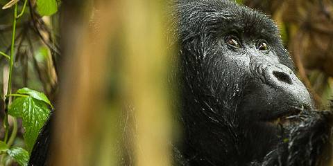 8-Day Gorillas, Chimps and Wildlife Adventure