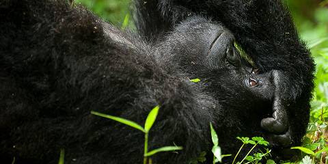 2-Day Mgahinga Gorilla Trekking Safari (from Rwanda)