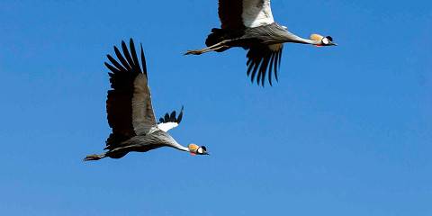 7-Day Uganda Wildlife & Birding Safari, Lake Mburo