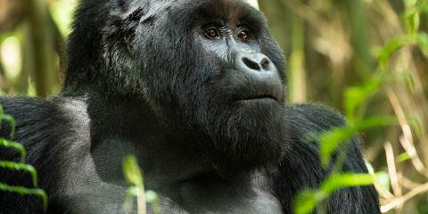 3-Day Uganda Gorilla Trekking