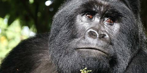 3-Day Bwindi Gorilla Trekking Safari, Lake Bunyonyi Tour