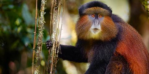 4-Day Golden Monkeys and Gorilla Mid-Range Safari Uganda