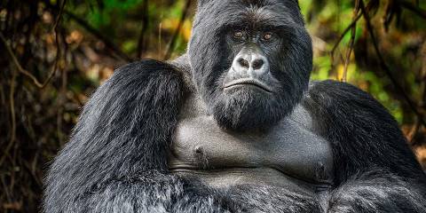 10-Day Wildlife, Chimpanzee and Gorilla Trekking