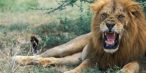 3-Day Murchison Falls NP Safari and Chimpanzee Tracking