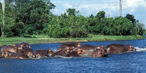 3-Day Murchison Falls NP & Ziwa Rhinos Sanctuary