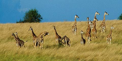 3-Day Murchison Falls National Park Safari