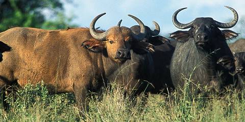 8-Day Uganda Luxury Safari with Gorillas and Chimpanzees