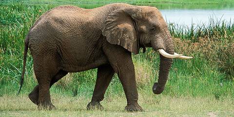 Murchison Falls Nat Park and Budongo Forest Tour