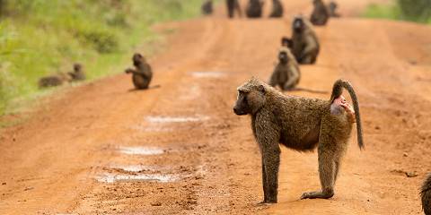 5-Day Gorillas, Wildlife Safari & Kibale Chimp Trekking