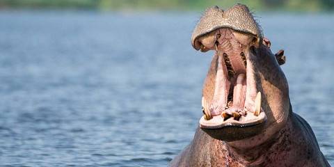 6-Day Gorillas, Chimps, & Big Five Wildlife Safari