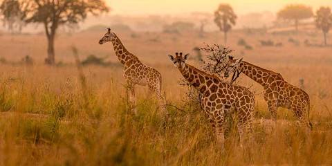 3-Day Big 5 Sighting Safari Tour to Murchison Falls NP