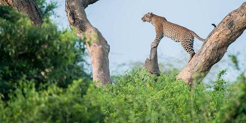 3-Day Murchison Falls Safari- Game Drive+ Boat Cruise