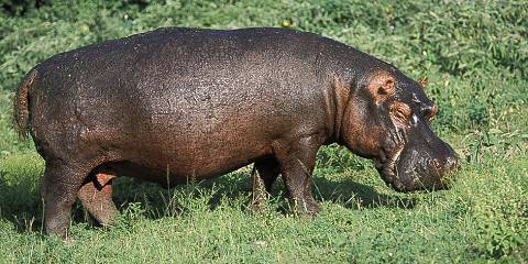 7-Day Pearl of Africa Wildlife Adventure