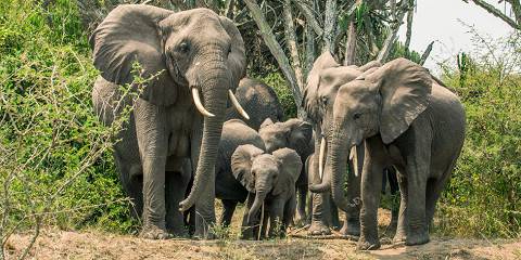 8-Day Uganda Wildlife Adventure Safari with Gorillas