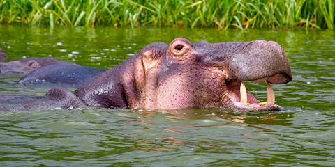 3-Day Big Five Murchison Falls Safari